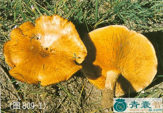 中药材卷边网褶菌图片