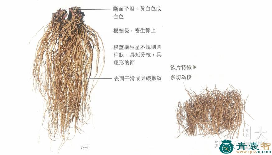 中药材历细图片