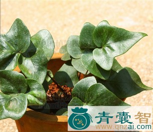 中药材厚叶贯众图片