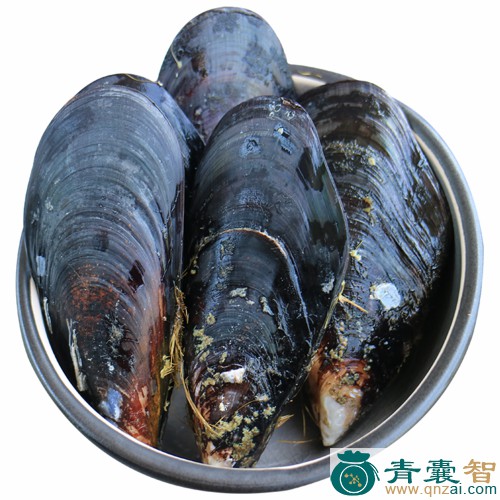 中药材厚壳贻贝图片