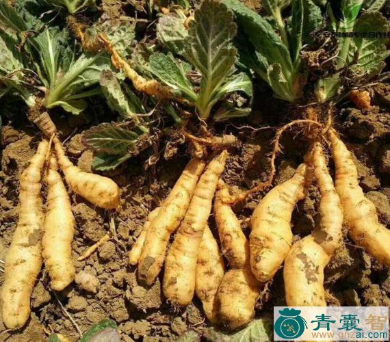 原生地的性状性味归经以及功效用法和注意事项-青囊智