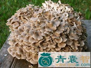 中药材原野蘑菇图片