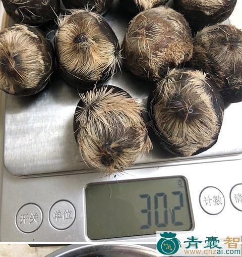 中药材原麝香图片