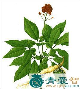 中药材参叶子图片