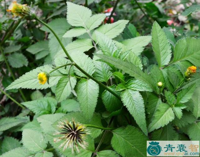 中药材叉子草图片
