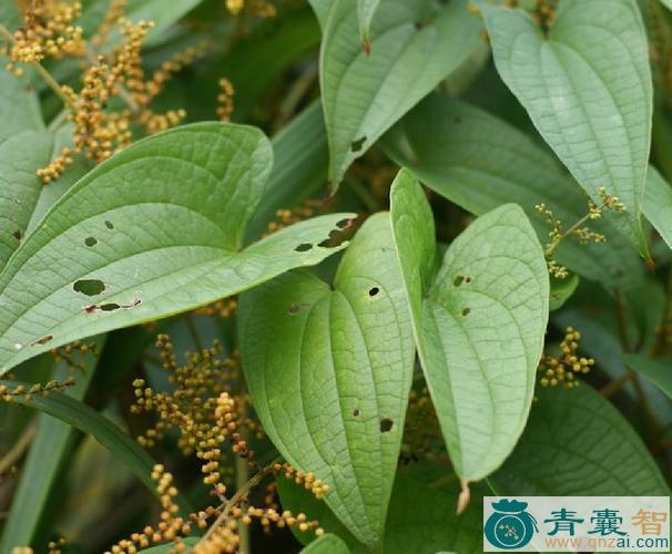 中药材叉蕊薯蓣图片