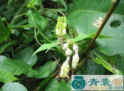 中药材双剪菜图片