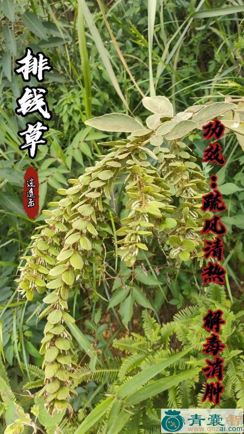 中药材双排钱图片