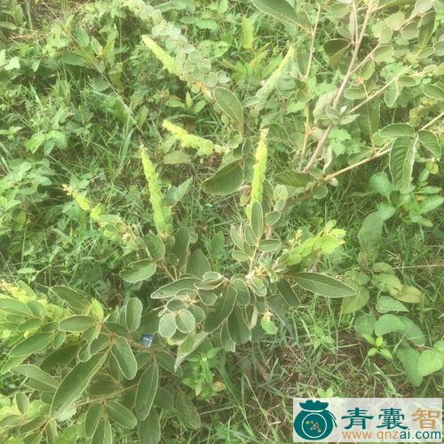 中药材双排钱金钱豹图片
