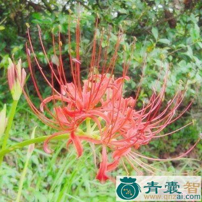 中药材双股箭图片