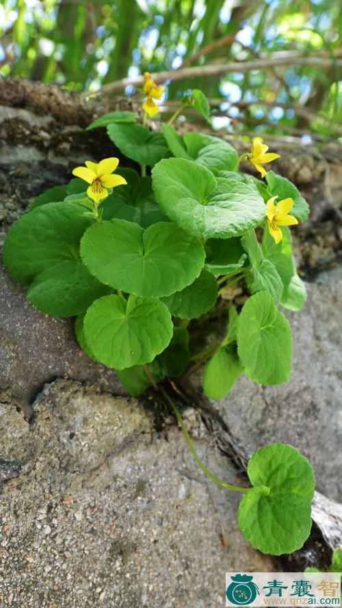 中药材双花堇菜图片