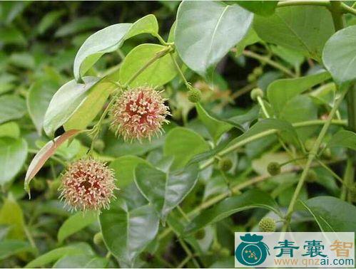 中药材双钧藤图片