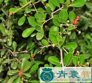 中药材变叶美登木图片