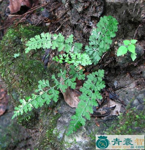 中药材变异铁角蕨图片