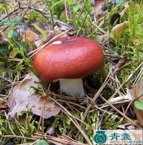 中药材变色红菇图片