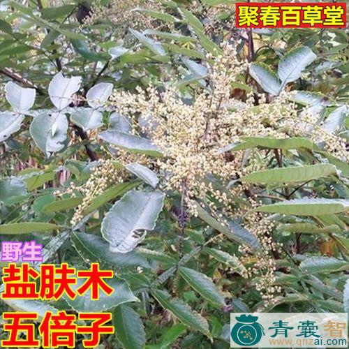 中药材叛奴盐图片