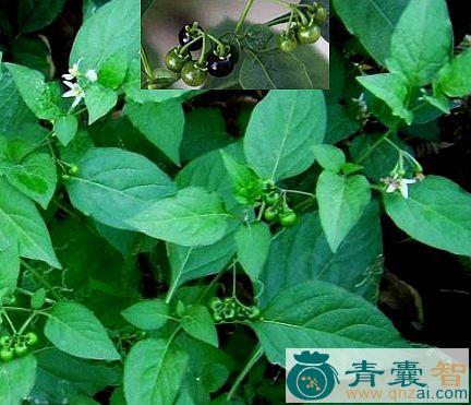 中药材古钮菜图片