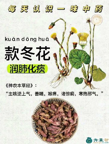 叫出冬的性状性味归经以及功效用法和注意事项-青囊智