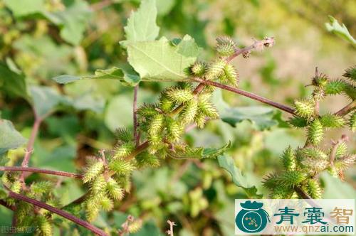 叫耳母子的性味归经以及功效用法和注意事项-青囊智