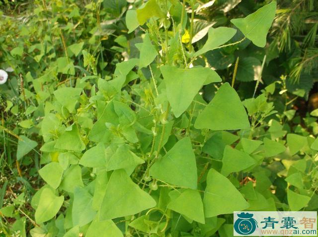 中药材可角草图片