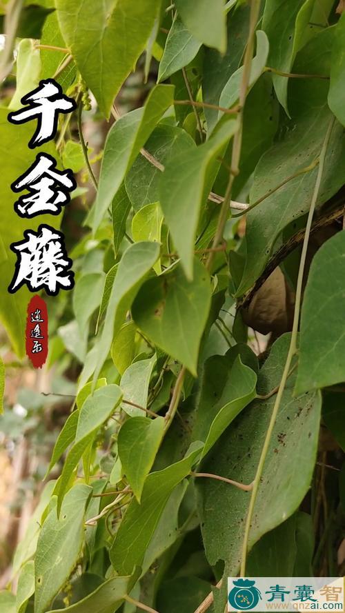 台湾千金藤的性味归经以及功效用法和注意事项-青囊智