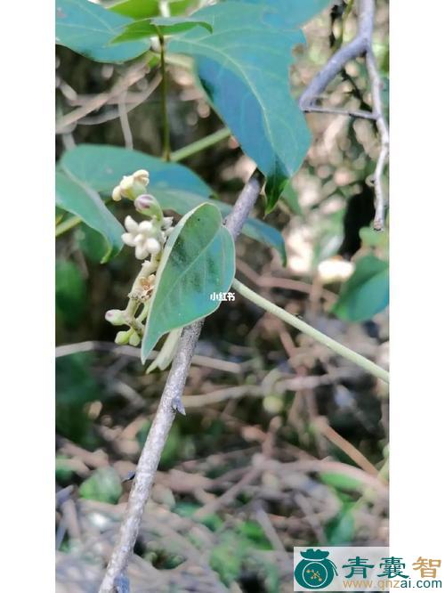 中药材台湾牛奶菜图片