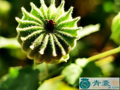 中药材台湾磨盘草图片