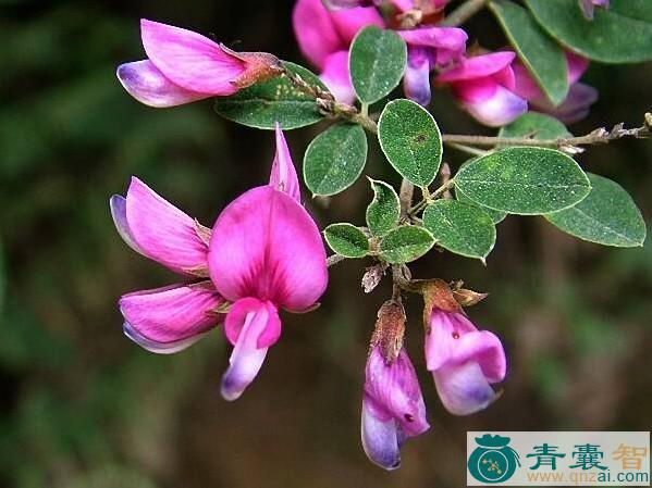 中药材台湾胡枝子图片