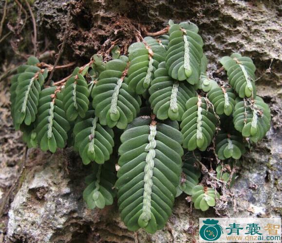 中药材史氏楼梯草图片