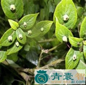 中药材叶上果根图片