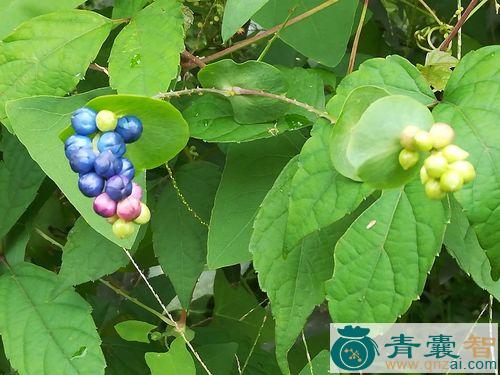 中药材叶上珠图片