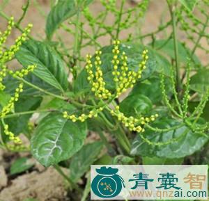 中药材叶上珠根图片