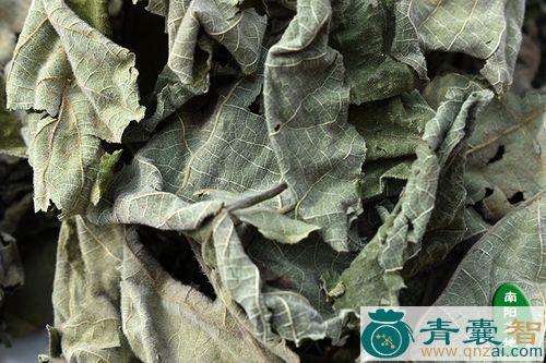 叶板茨的性味归经以及功效用法和注意事项-青囊智