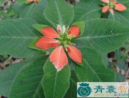 中药材叶象花图片