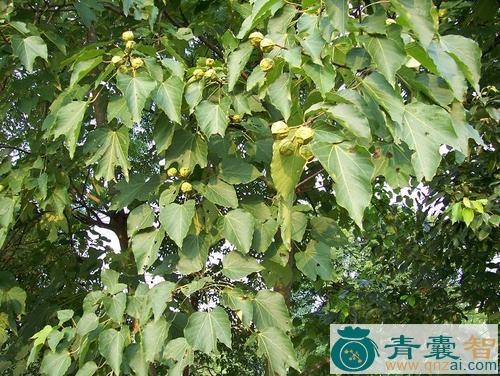 号桐树的性状性味归经以及功效用法和注意事项-青囊智
