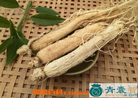 合包参的性状性味归经以及功效用法-青囊智