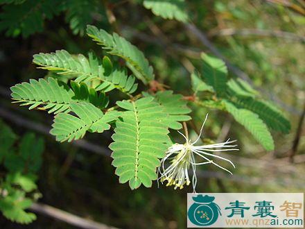 中药材合叶草图片