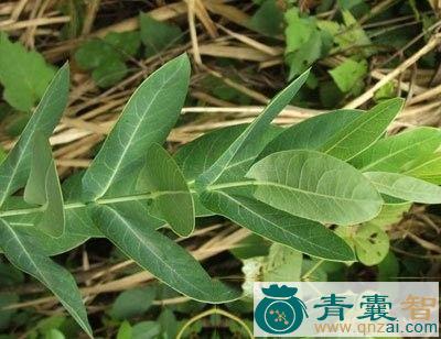 合掌消的性状性味归经以及功效用法-青囊智