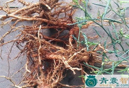 中药材合萌根图片