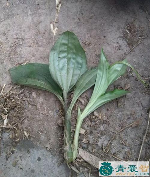 中药材合血草图片