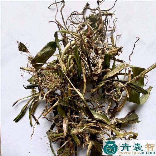 中药材吉祥草图片