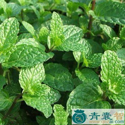 中药材吉笼草图片