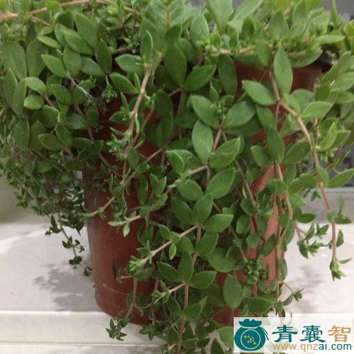中药材吊兰花图片