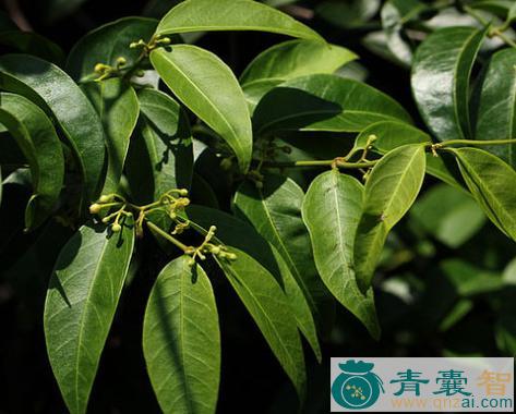 中药材吊山桃图片