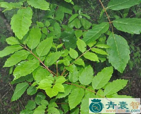 中药材吊杆麻图片