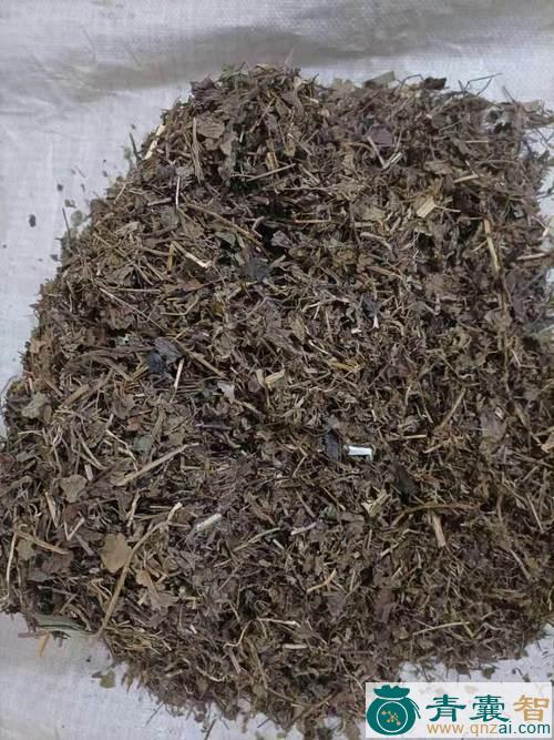 中药材吊血丹图片