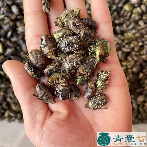 中药材吊金龟图片