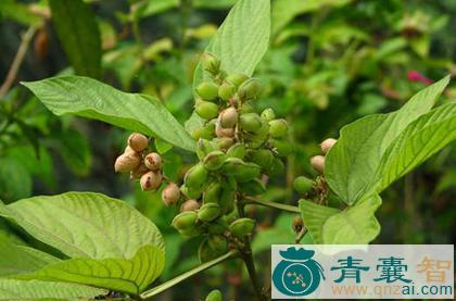 中药材吊马棕图片