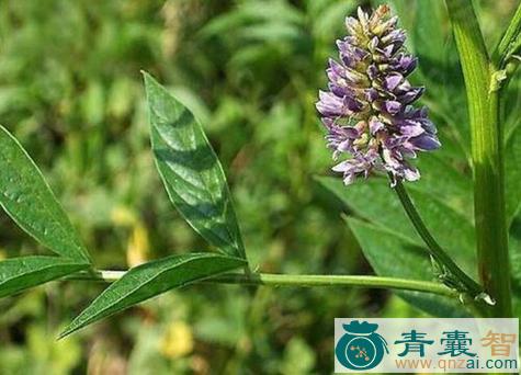 中药材同肢草图片