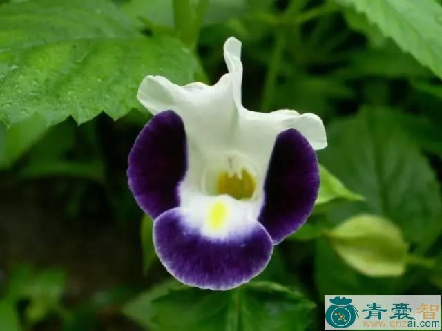 中药材同色蓝猪耳图片